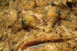 Baby angler fish not at all worried by my presence...... ... by Malcolm Nimmo 
